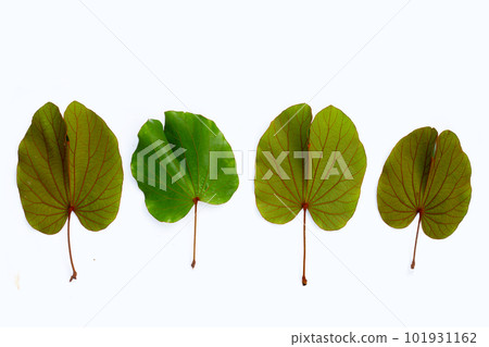 Bauhinia aureifolia or gold leaf bauhinia 101931162