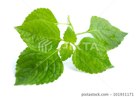 Tree Basil leaves (Ocimum gratissimum) on white background. 101931171