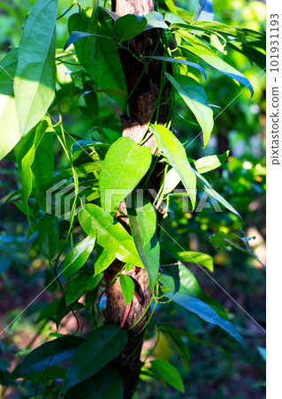 Tiliacora triandra leaves. Green leaf herb 101931193