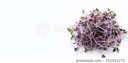 Organic red cabbage sprouts on white background. 101931271