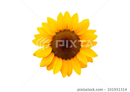 Sunflower on a white background. 101931314