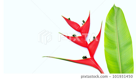 Heliconia orthotricha cv. Imperial, Red flower Heliconia orthotricha cv. Imperial, Red flower 101931450