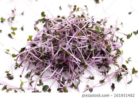 Organic red cabbage sprouts on white background. Organic red cabbage sprouts on white background. 101931482
