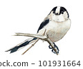 Watercolor Painting Long-tailed 101931664