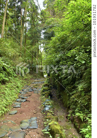 Kamakura City, Kanagawa Prefecture - Yokohama City Asaina Kiridori Kamakura City, Kanagawa Prefecture - Yokohama City Asaina Kiridori 101931782