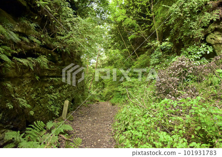 Kamakura City, Kanagawa Prefecture - Yokohama City Asaina Kiridori Kamakura City, Kanagawa Prefecture - Yokohama City Asaina Kiridori 101931783