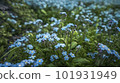 Forget-me-nots in bloom. Floral background. Generative AI. 101931949