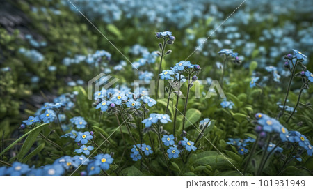 Forget-me-nots in bloom. Floral background. Generative AI. 101931949