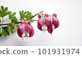 Dicentra in bloom. Floral background. Generative AI. 101931974