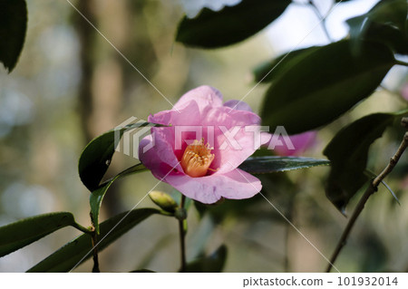 粉紅色的山茶花 粉紅色的山茶花 101932014