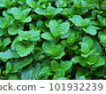 Fresh Green peppermint leaves from organic farm. 101932239