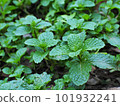 Fresh Green peppermint leaves from organic farm. 101932241