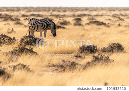 Zebras in Etosha Zebras in Etosha 101932310