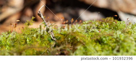 用微距鏡頭拍攝苔蘚上的水滴 101932396