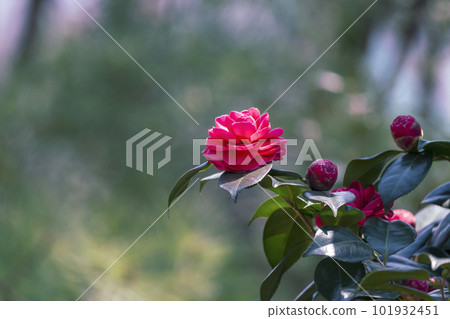 Spring flowers, red camellia flowers bloomed in the garden Spring flowers, red camellia flowers bloomed in the garden 101932451