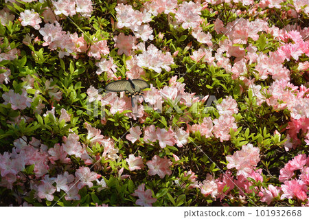 杜鵑花和燕尾蝶 101932668