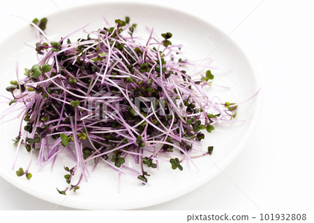 Organic red cabbage sprouts on white background. 101932808