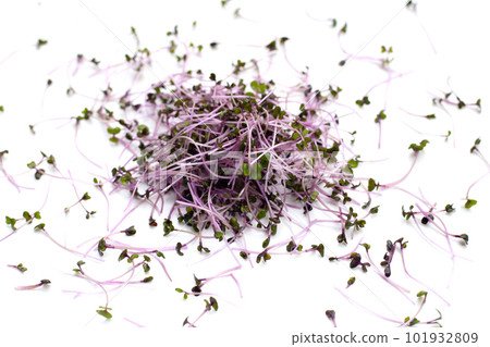 Organic red cabbage sprouts on white background. Organic red cabbage sprouts on white background. 101932809