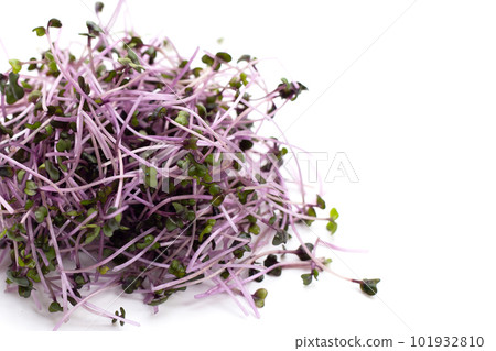 Organic red cabbage sprouts on white background. Organic red cabbage sprouts on white background. 101932810