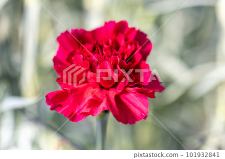 Carnation red Carnation red 101932841