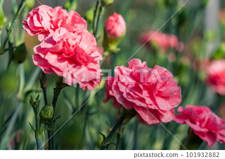 康乃馨紅 康乃馨紅 101932882