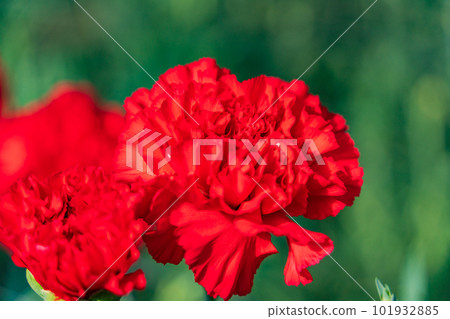 Carnation red Carnation red 101932885