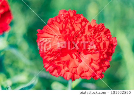 Carnation red Carnation red 101932890