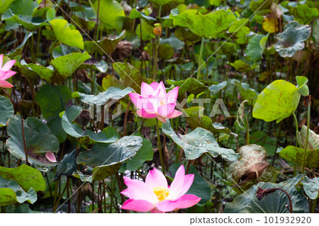 Pink lotus flower blooming in pond with green leaves Pink lotus flower blooming in pond with green leaves 101932920