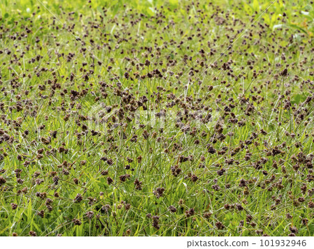 A lot of sparrow sparrows growing in the field A lot of sparrow sparrows growing in the field 101932946