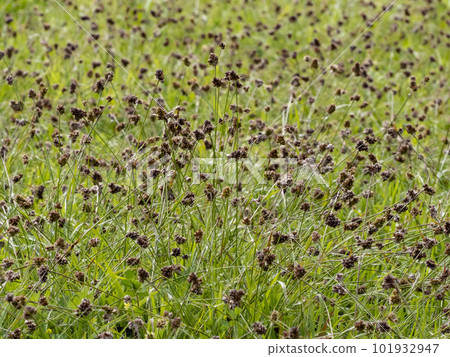 A lot of sparrow sparrows growing in the field 101932947