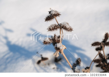 Xanthium strumarium rough cocklebur, clotbur, coolgardie bur dry branches in snow in winter 101933044