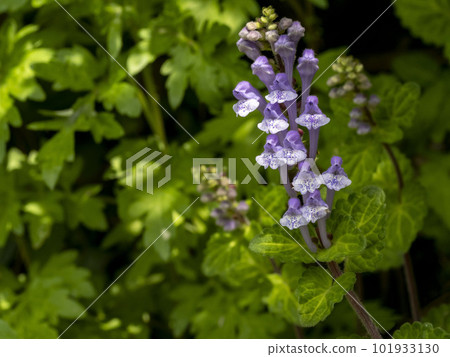 Skullcap growing in the shade Skullcap growing in the shade 101933130