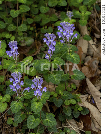 Skullcap growing in the shade 101933131