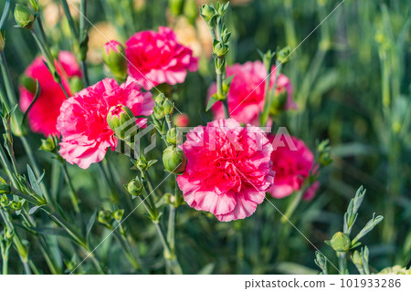 Carnation red, white rim Carnation red, white rim 101933286