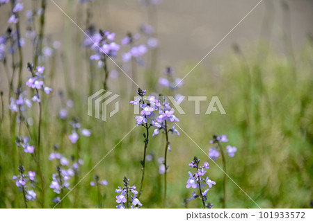 Matsubaun Run 101933572