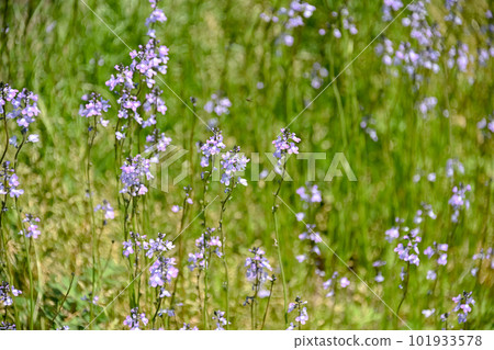 Matsubaun Run 101933578