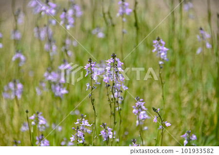 Matsubaun Run 101933582