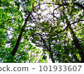 Climate of fresh green 101933607