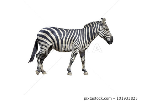 Young beautiful zebra isolated on white background, zebra close up, zebra cut full length, zoo animal. clipping path. 101933823