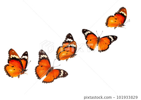Beautiful monarch butterfly isolated on white background. Set of Big Monarch butterflies, isolated on white background. Tawny Coster (Acraea violae) Acraea terpsicore. 101933829