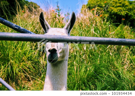 blindfolded llama 101934434