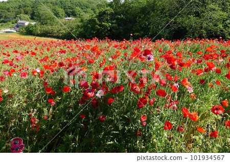 Poppies from Higashimatsuyama Norin Park (Higashimatsuyama City, Saitama Prefecture) 101934567