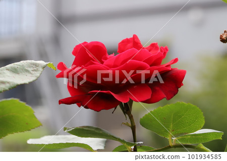 Red roses blooming in the spring garden Red roses blooming in the spring garden 101934585