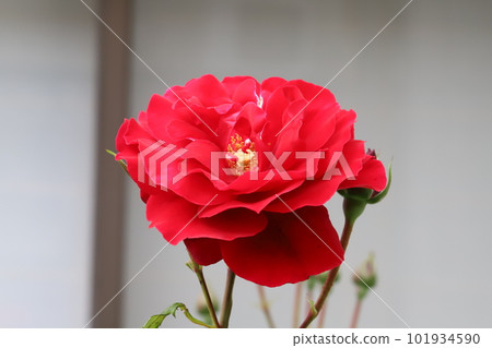 Red roses blooming in the spring garden Red roses blooming in the spring garden 101934590