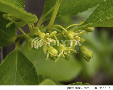 Male flowers of Japanese thorns 101934693