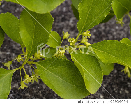 Male flowers of Japanese thorns Male flowers of Japanese thorns 101934694