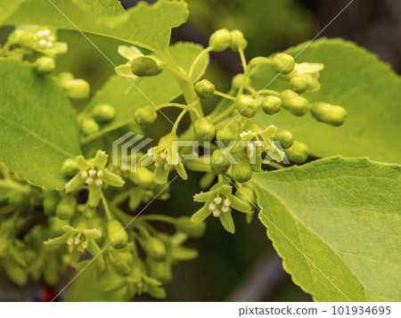 Male flowers of Japanese thorns Male flowers of Japanese thorns 101934695