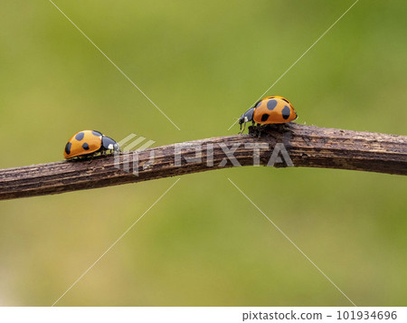 Two seven-spotted ladybirds on dry grass Two seven-spotted ladybirds on dry grass 101934696