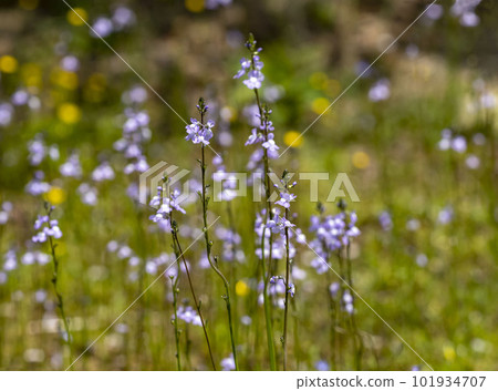 Blue toadflax flowers 101934707
