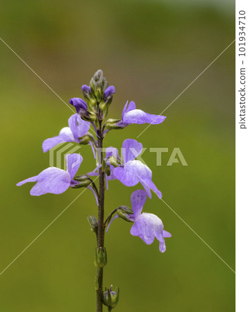 Blue toadflax flowers 101934710